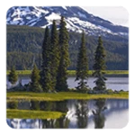 nature live wallpaper android application logo